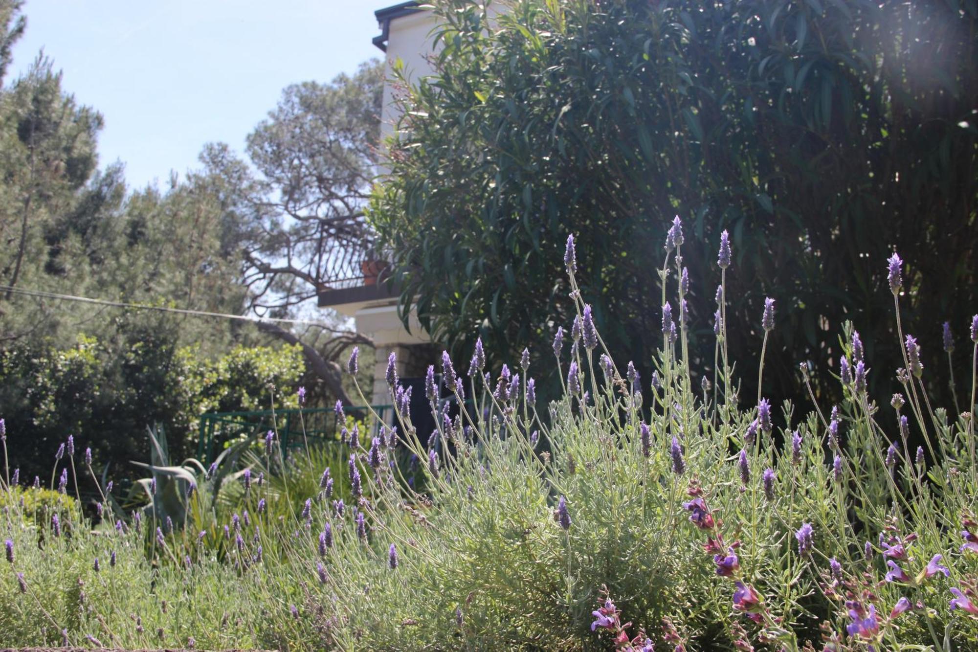Cappelli Apartments - Losinj Mali Losinj Luaran gambar
